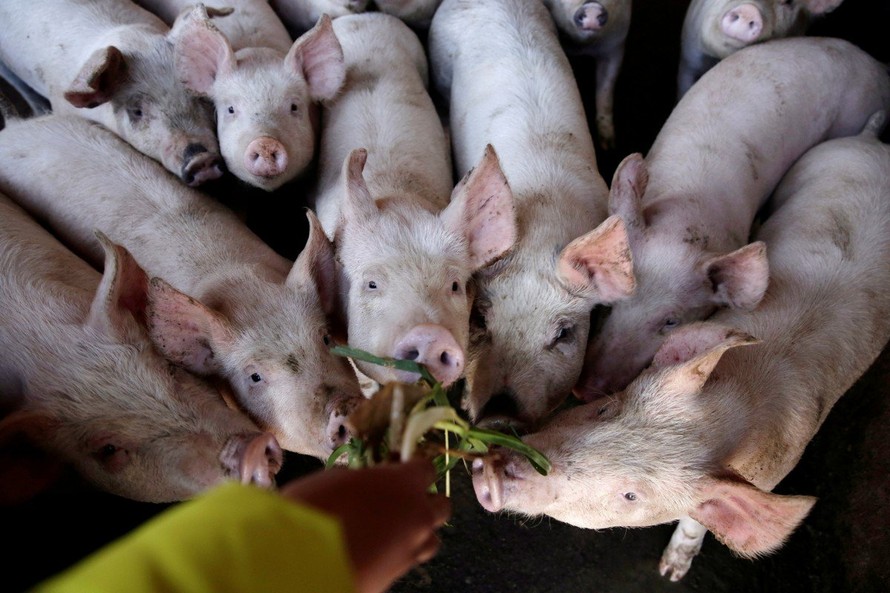 Hàn Quốc đã giết 150.000 con lợn tại 94 trang trại để ngăn dịch tả lợn châu Phi lan rộng. (Ảnh: AP)