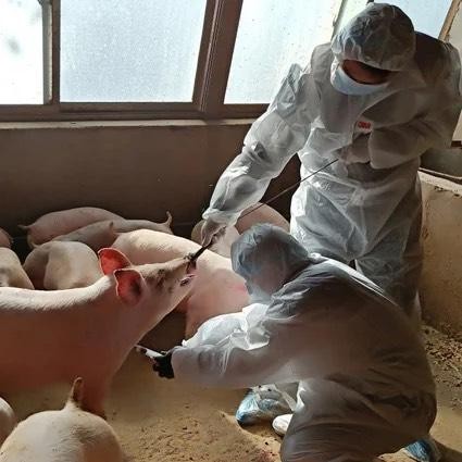 Trung Quốc đang nâng cao các biện pháp bảo vệ đàn lợn trước những biện truyền nhiễm nguy hiểm