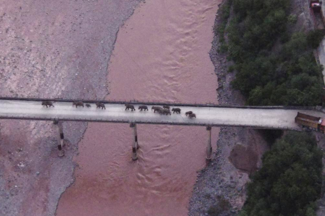 Đàn voi được hướng qua cầu quay về nhà