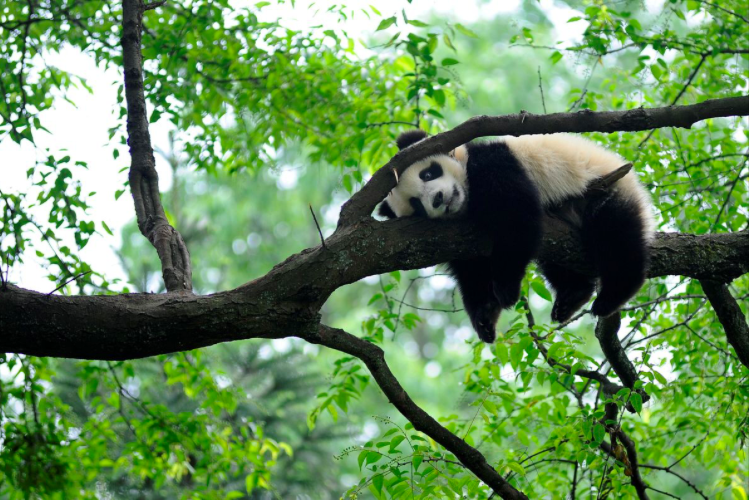 Một chú gấu trúc nằm vắt vẻo trên cành cây trong khu bảo tồn ở tỉnh Tứ Xuyên, Trung Quốc. (Ảnh: Reuters)