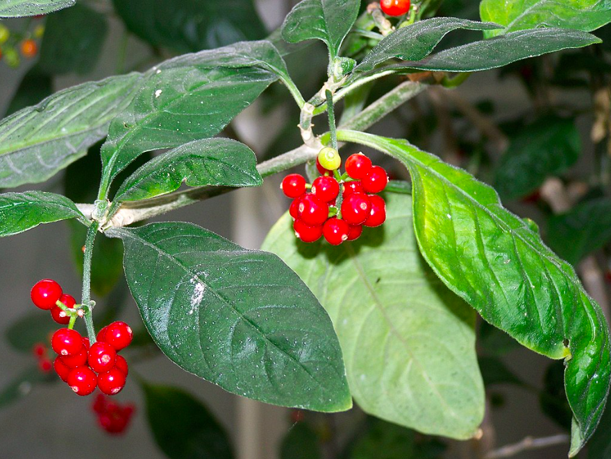 Cây psychotria insularum (matalafi) thuộc họ Thiến thảo. (Ảnh: Wikipedia)