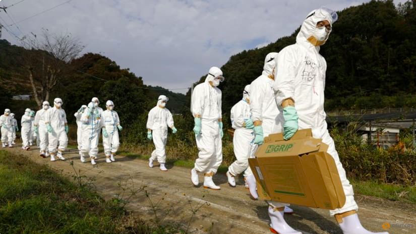 Các nhân viên thú y xử lý một ổ dịch cúm gia cầm ở miền bắc Nhật Bản năm 2020. (Ảnh: Reuters)