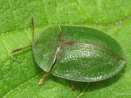 Cách sex kỳ lạ của loài bọ có dương vật dài hơn cơ thể