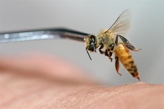Các chuyên gia khuyến cáo cần thận trọng với phương pháp chữa bệnh bằng cách cho ong đốt