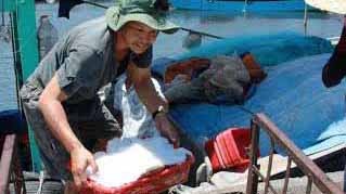 Tư thương Trung Quốc núp bóng du lịch, thu gom hải sản