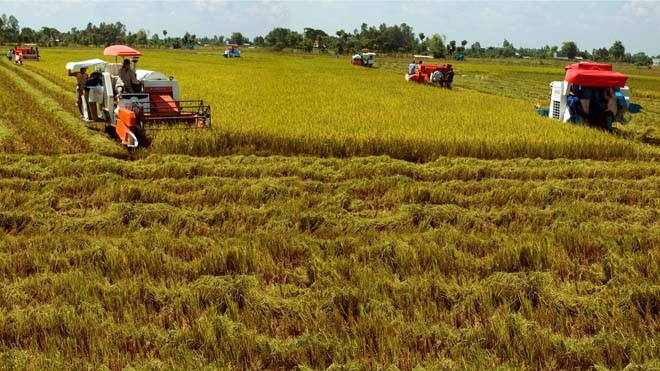 Nông dân được hỗ trợ lãi suất 0% đến hết vụ khi mua vật tư nông nghiệp trong chuỗi liên kết “Cánh đồng lớn”.