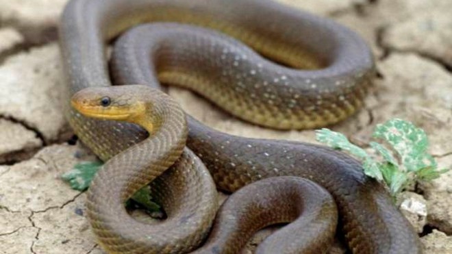 Một con rắn Aesculapian. (Nguồn: Getty)