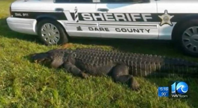 Con cá sấu bị đâm chết. (Nguồn: Dare County Sheriff)