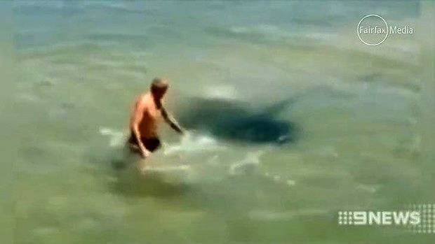 Con cá đuối gai độc rất tức giận khi bị trêu đùa. (Nguồn: Nine News)