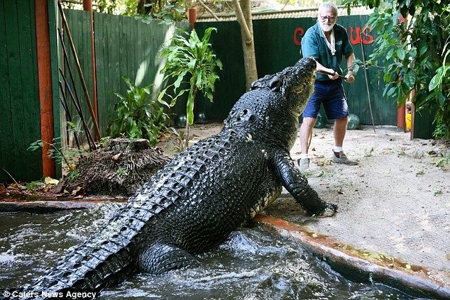 Con cá sấu khổng lồ.