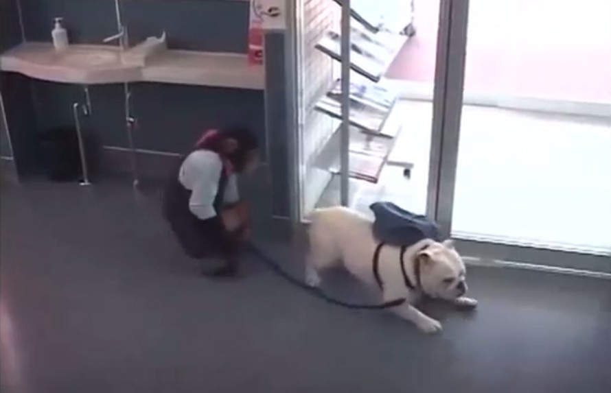 Video hài hước khỉ dắt chó đi bệnh viện