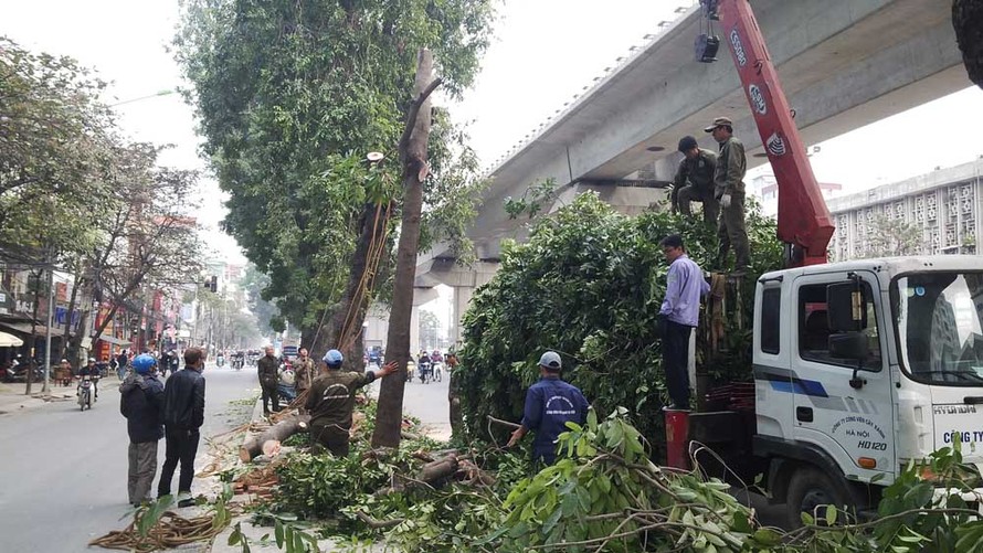 Theo quan sát của PV, đến trưa ngày 14/1, các công nhân vẫn tiếp tục chặt hạ hàng cây.
