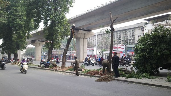Tiếp tục chặt hạ nhiều cây xà cừ trên đường Nguyễn Trãi - Trần Phú. Ảnh: Thanh Hà.