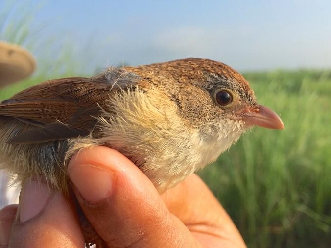 Loài chim tuyệt chủng nhiều thập kỷ xuất hiện ở Myanmar