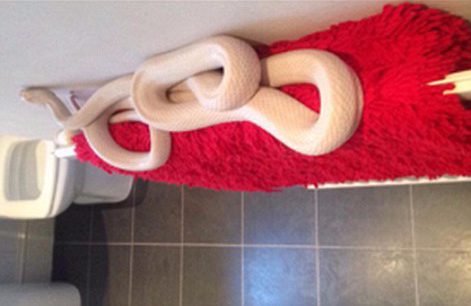 Té ngửa thấy rắn 'khủng' dài 1,8m trong phòng tắm
