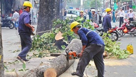 Thanh tra Chính phủ theo sát vụ thay thế cây xanh Hà Nội