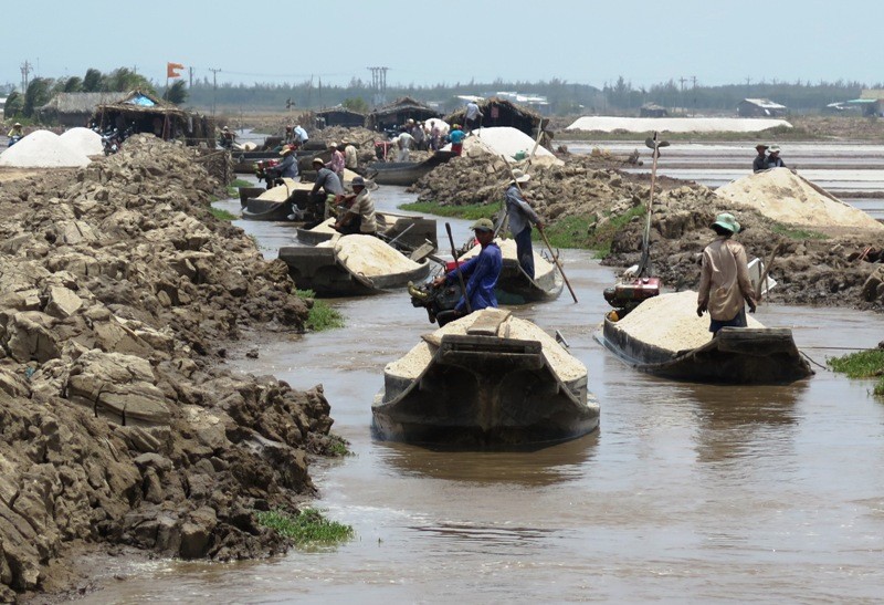 Hợp tác xã Doanh Điền bán tháo muối chạy mưa vào ngày 15/4.