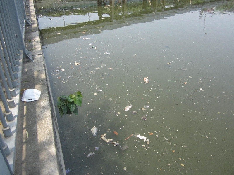 Cá chết nổi hàng loạt trên kênh Nhiêu Lộc – Thị Nghè.