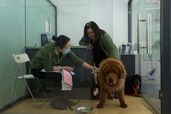 Nhân viên y tế trong Trung tâm Dịch vụ Thú y Quốc tế kiểm tra cơ thể của chó ngao Nibble sau khi những người bảo vệ động vật cứu nó cùng hàng trăm con chó khác từ một xe tải hồi đầu năm 2015. Ảnh: New York Times.