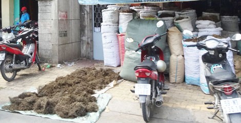 Cây chó đẻ được bày bán tràn lan ở phố đông dược Hải Thượng Lãn Ông, quận 5.