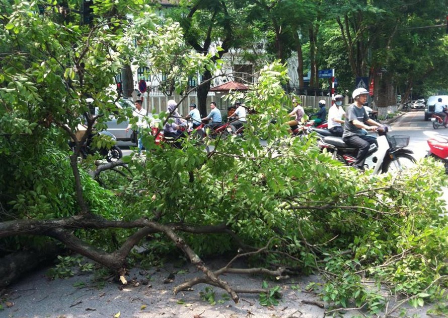 Cành cây cơm nguội đổ xuống đường.