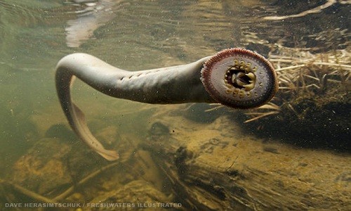 Loài cá mút đá đã xuất hiện trở lại ở một số con sông nước Anh. Ảnh: Dave Herasimtschuk.