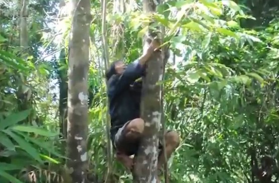 10 video ‘hot’: 'Người rừng' thoăn thoắt trèo cây hái lan, bẻ cau