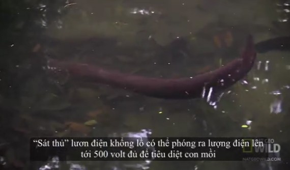 Clip lươn dài 2 mét phóng điện hạ gục con mồi