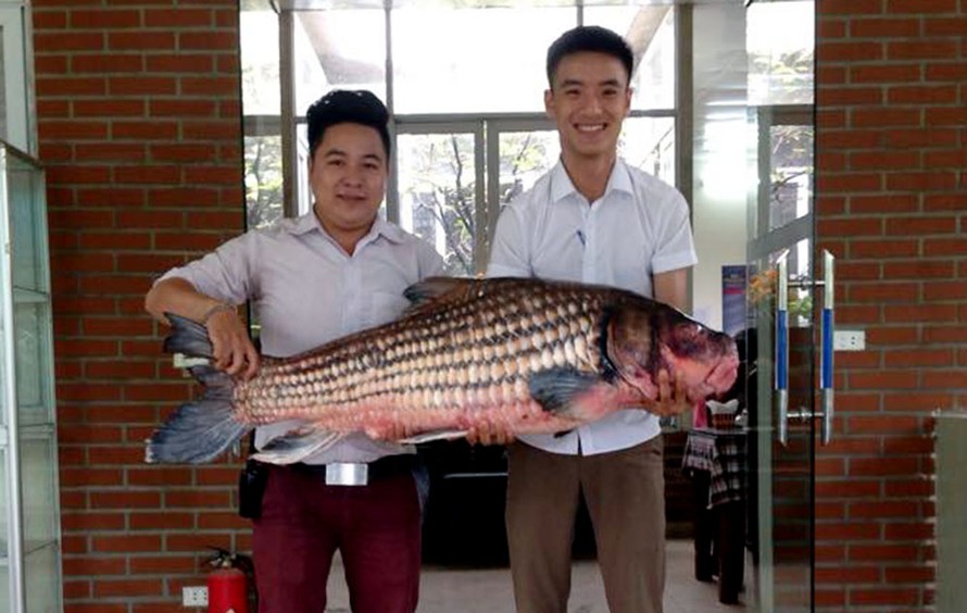 Anh Đỗ Hoàng Việt, chủ nhà hàng này cho biết, con cá Hô quý hiếm nặng khoảng 32kg được mua với giá 50 triệu đồng. 