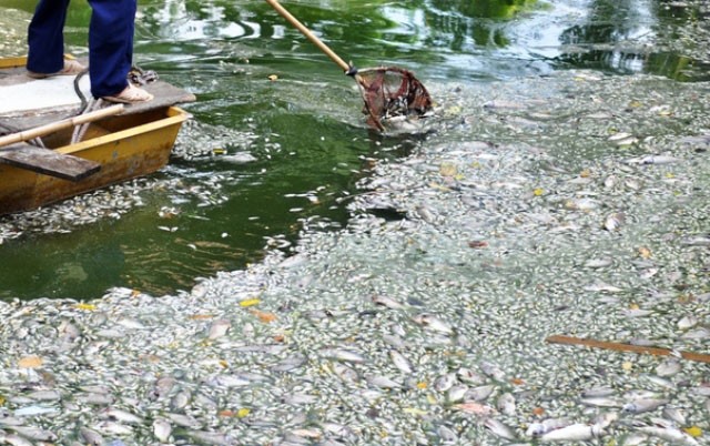Hiện tượng cá chết hàng loạt ở hồ Thiền Quang vào mùa hè năm ngoái. 