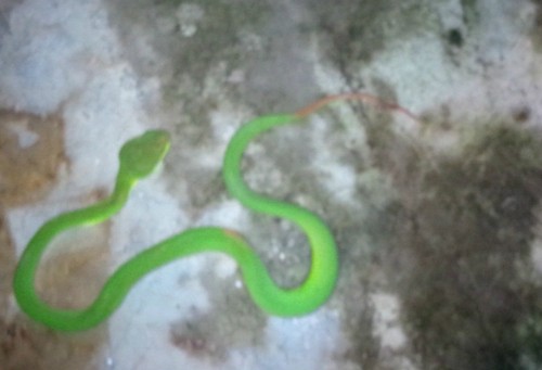 Con rắn dài gần một mét bị đập chết. 