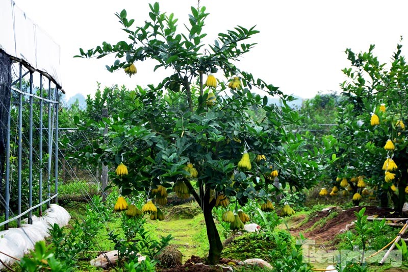 Vườn phật thủ bonsai của ông Nguyễn Phú Dũng (42 tuổi, Đắc Sở, Hoài Đức, Hà Nội) với gần 300 cây. Một cây phật thủ bonsai dáng đẹp được một người mua với giá 25 triệu đồng.