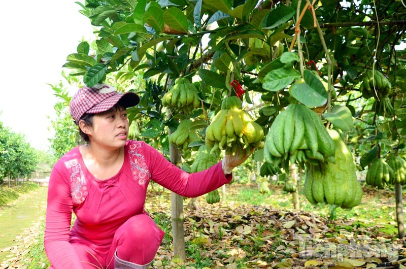 Chị Nguyễn Thị Hoài (37 tuổi, thôn Đông, xã Đắc Sở, huyện Hoài Đức, TP Hà Nội) có hơn 6 sào phật thủ với khoảng 130 cây đã được thương lái đặt mua và đánh dấu từng quả.