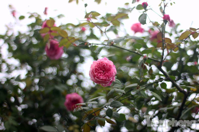 Vài năm gần đây, giống hoa hồng cổ Sapa được rất nhiều người yêu cây ưa chuộng và săn tìm, dù giá của chúng không hề rẻ.