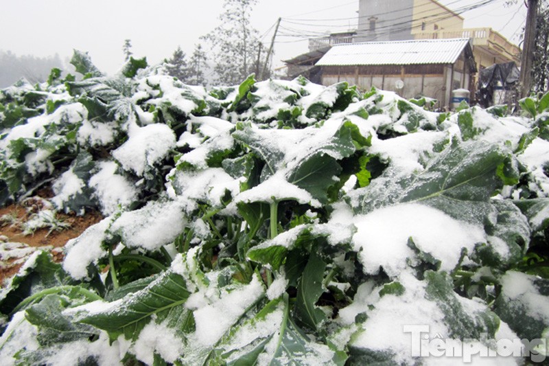 Tuyết rơi dày từ sáng sớm ngày 24/1 đã khiến diện tích hoa màu lớn của người dân Sapa bị ảnh hưởng và có nguy cơ bị hỏng trước khi kịp thu hoạch.
