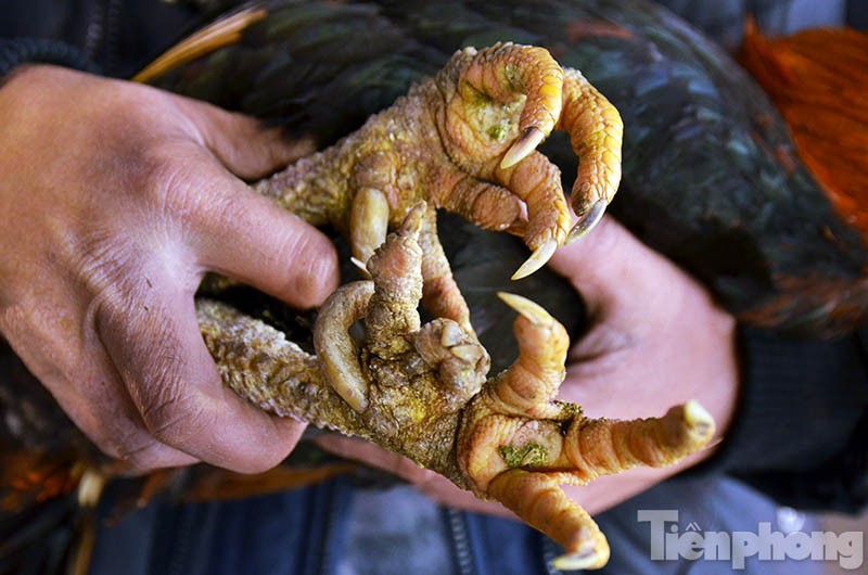 Gà chín cựa là giống gà đặc trưng được nuôi tự nhiên trên vùng núi Tân Sơn, Phú Thọ.