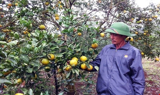 Ông Hóa dẫn phóng viên ra thăm vườn cam của gia đình mình.