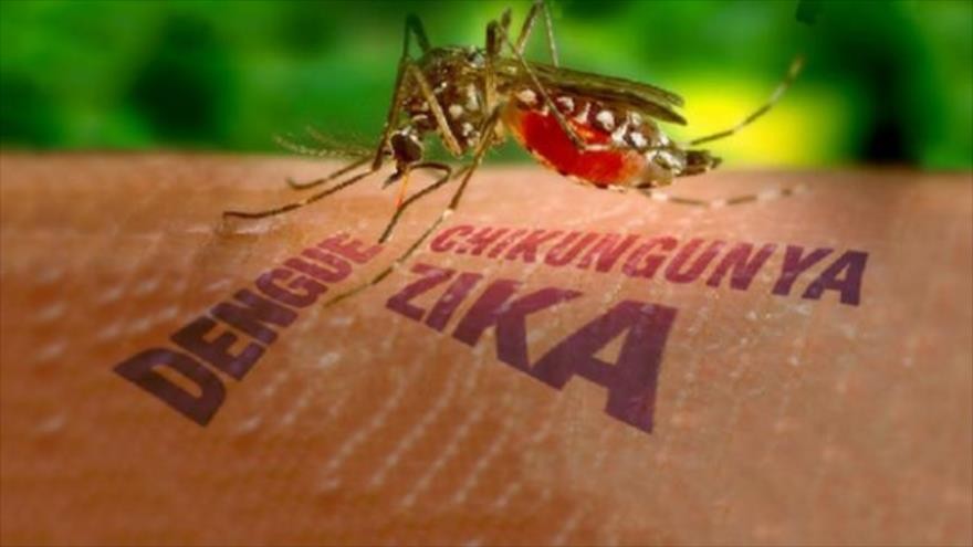 Virus Zika sẽ lây lan rất nhanh, có thể gây thành dịch lớn do cộng đồng chưa có miễn dịch. Ảnh minh họa