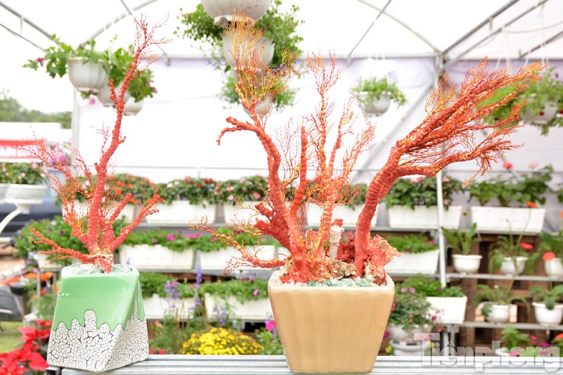 Những chậu san hô đỏ 'độc đáo' có giá từ 1,5-3,5 triệu đồng bày bán trong dịp Tết Bính Thân.
