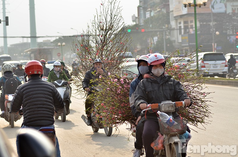 Ghi nhận của phóng viên, những ngày giáp Tết Bính Thân, trên đường phố Thủ đô nhiều người dân chở đào quất bằng xe máy cồng kềnh, gây nguy hiểm cho các phương tiện khác.
