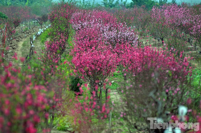 Những vườn đào Nhật Tân bung hoa nở đỏ rực sau Tết. 