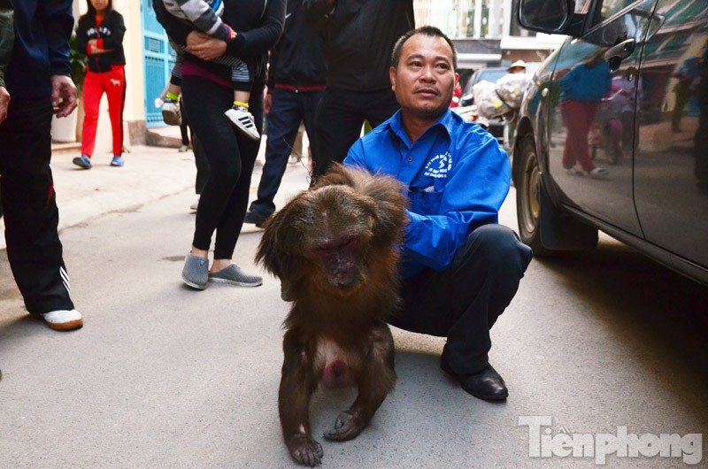 Chiều nay, cơ quan chức năng tiến hành bắn thuốc mê để bắt con khỉ mặt đỏ nặng khoảng 20kg "dạo chơi" trên lan can nhà cao tầng trong Khu đô thị mới Định Công, Hoàng Mai, Hà Nội.