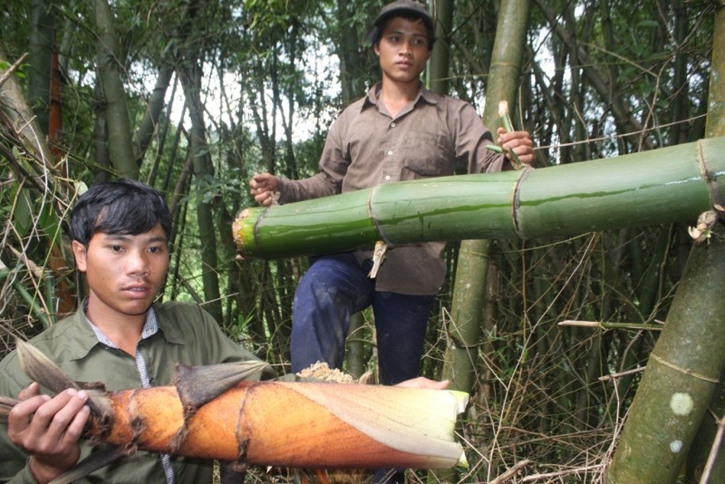 Thanh niên làng Long Riêu 3 chặt tre và măng để đưa về làng để sử dụng. 