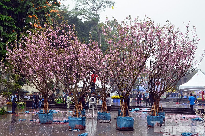 Hoạt động trưng bày hoa anh đào Nhật Bản tại vườn hoa tượng đài Lý Thái Tổ là một trong những hoạt động nổi bật của chương trình “Giao lưu văn hóa Nhật Bản và tiếp nhận cây hoa anh đào tại Hà Nội” diễn ra ngày 19, 20/3.