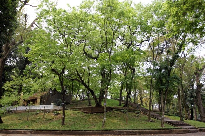 Vườn Bách Thảo được thành lập năm 1890 với hơn 200 loài cây. Trong đó đặc biệt hơn cả là 40 cây sưa đỏ trên 100 tuổi được trồng trên một gò đất nhân tạo, gọi là núi Nùng hay núi Sưa. 