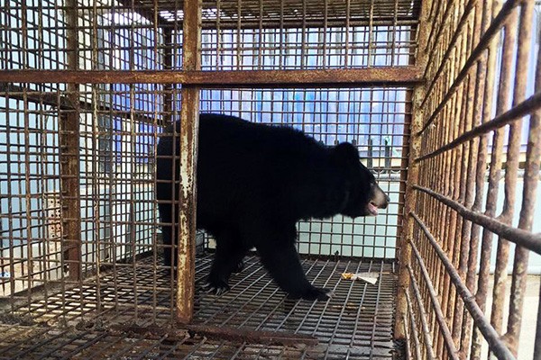 Cá thể gấu cái nặng chừng 170 kg, khoảng 13 tuổi được cứu hộ.