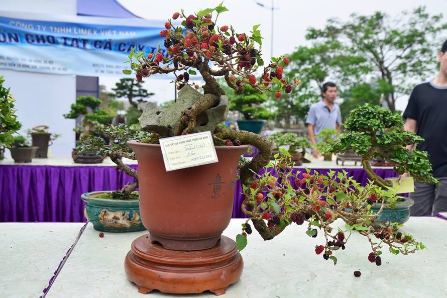 Hàng ngàn cây bonsai đẹp mắt được trưng bày tại Festival Sinh vật cảnh Thủ đô lần I.