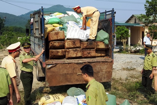 Với ý đồ vận chuyển trót lọt lượng lớn gỗ rừng này vào Đà Nẵng, tài xế đã ngụy trang bằng cách phủ kín các bao mùn cưa lên trên thùng xe.