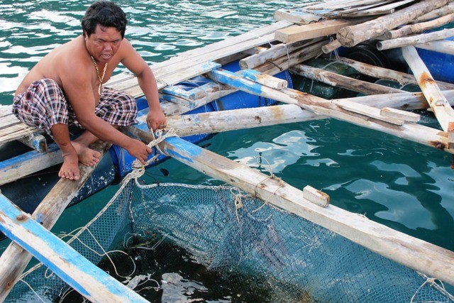 Tỷ phú Kim Ngọc Tính nuôi cá bóp lồng bè giữa biển trên đảo Hòn Chuối.