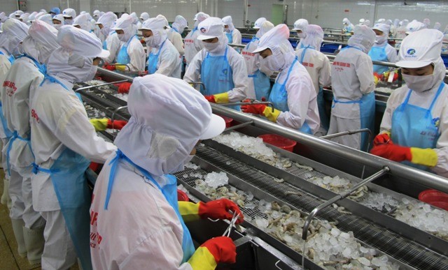 Tập đoàn Minh Phú có kim ngạch xuất khẩu tôm lớn nhất Cà Mau